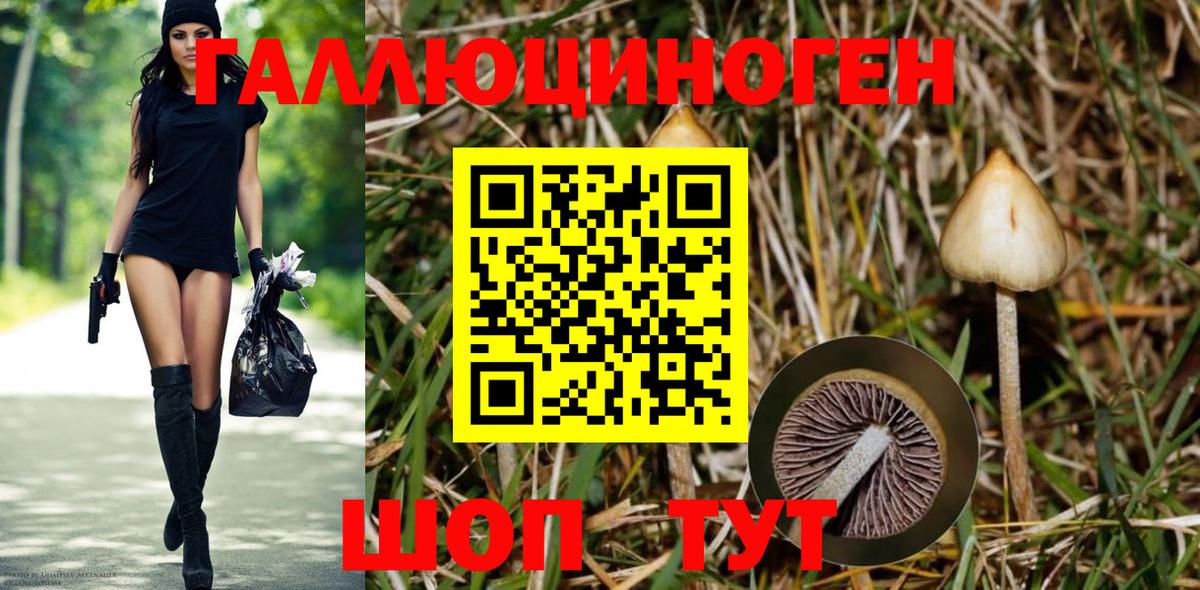 Галлюциногенные грибы Psilocybine cubensis Новый Уренгой